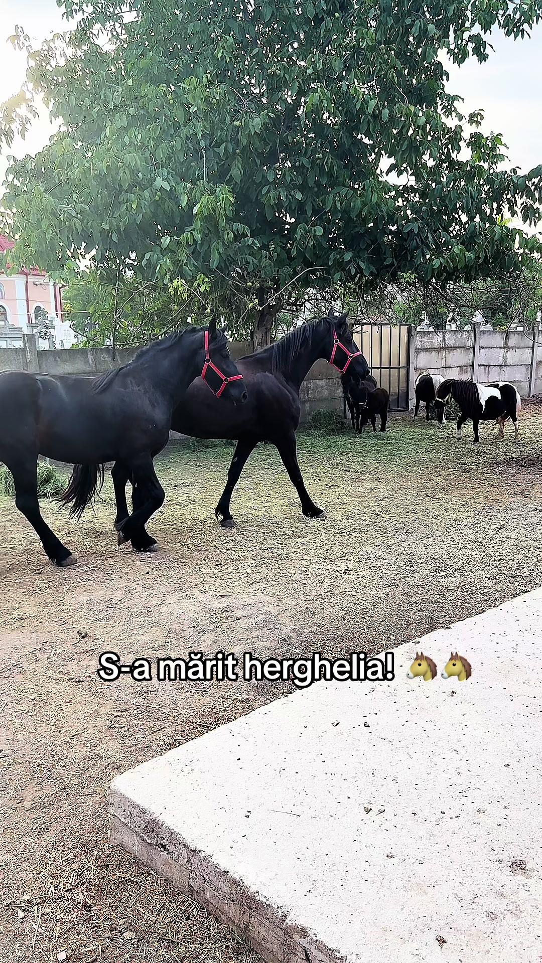 @Emanuel Slevas