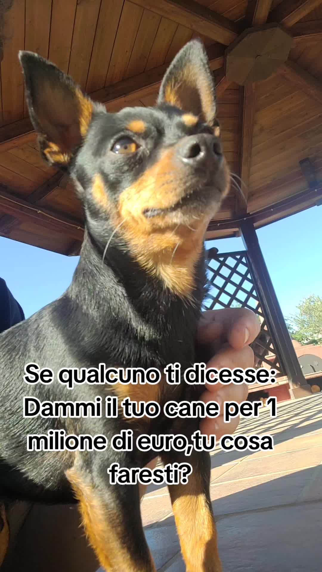 @Scherlock il pincher