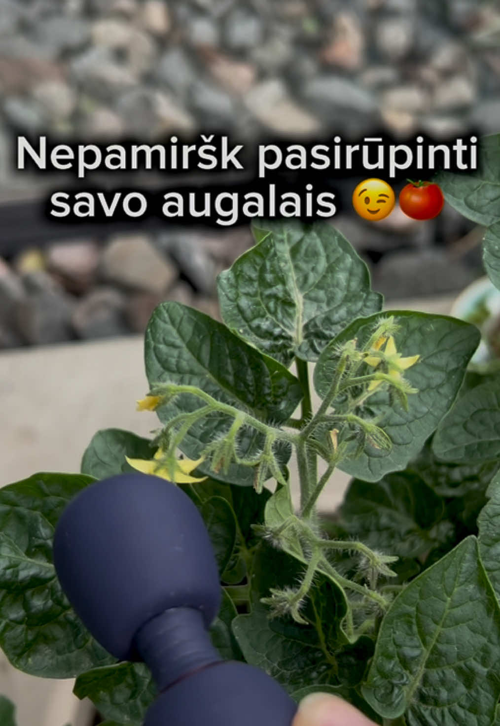 @fantazijos.lt