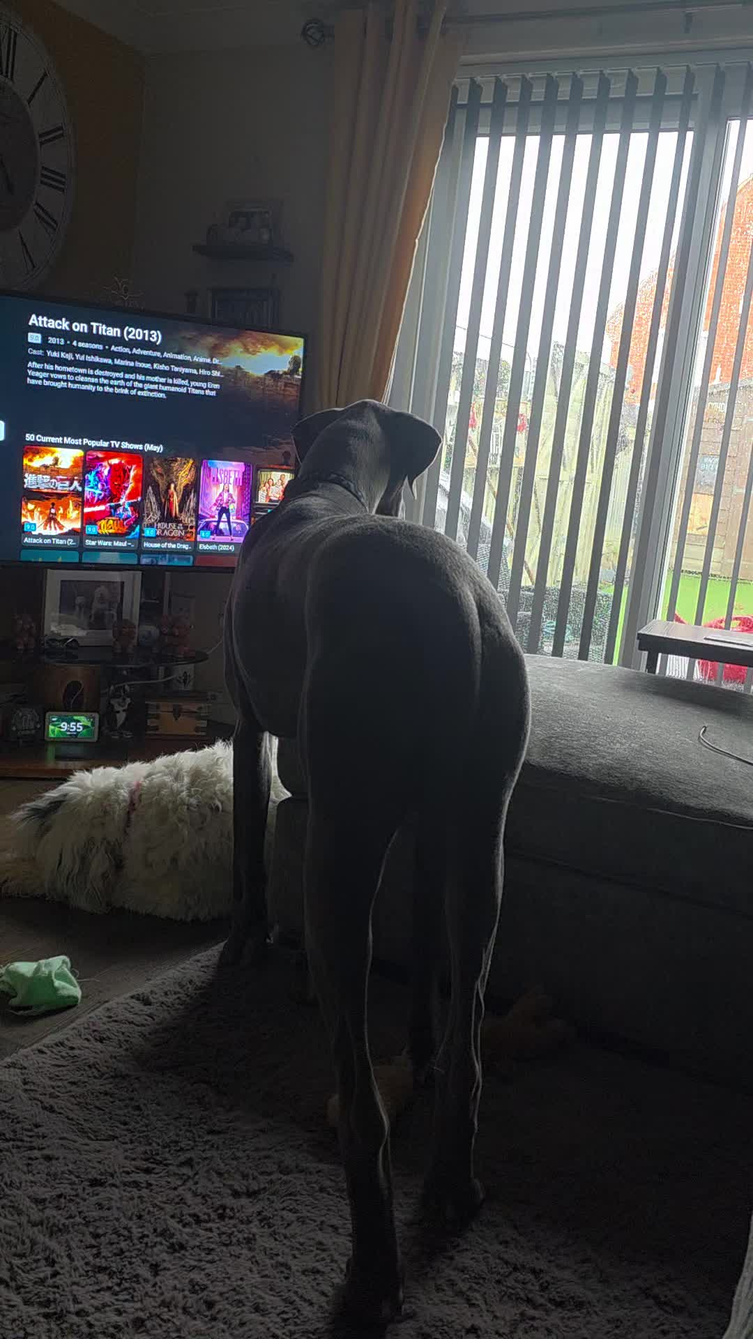 @#cooperthegreatdaneasaurusrex