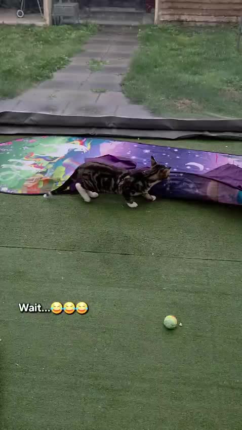 @paws.and.peace
