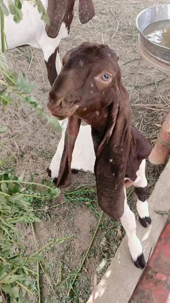 @💸عبدالخالق چانڊيو⚡🫀