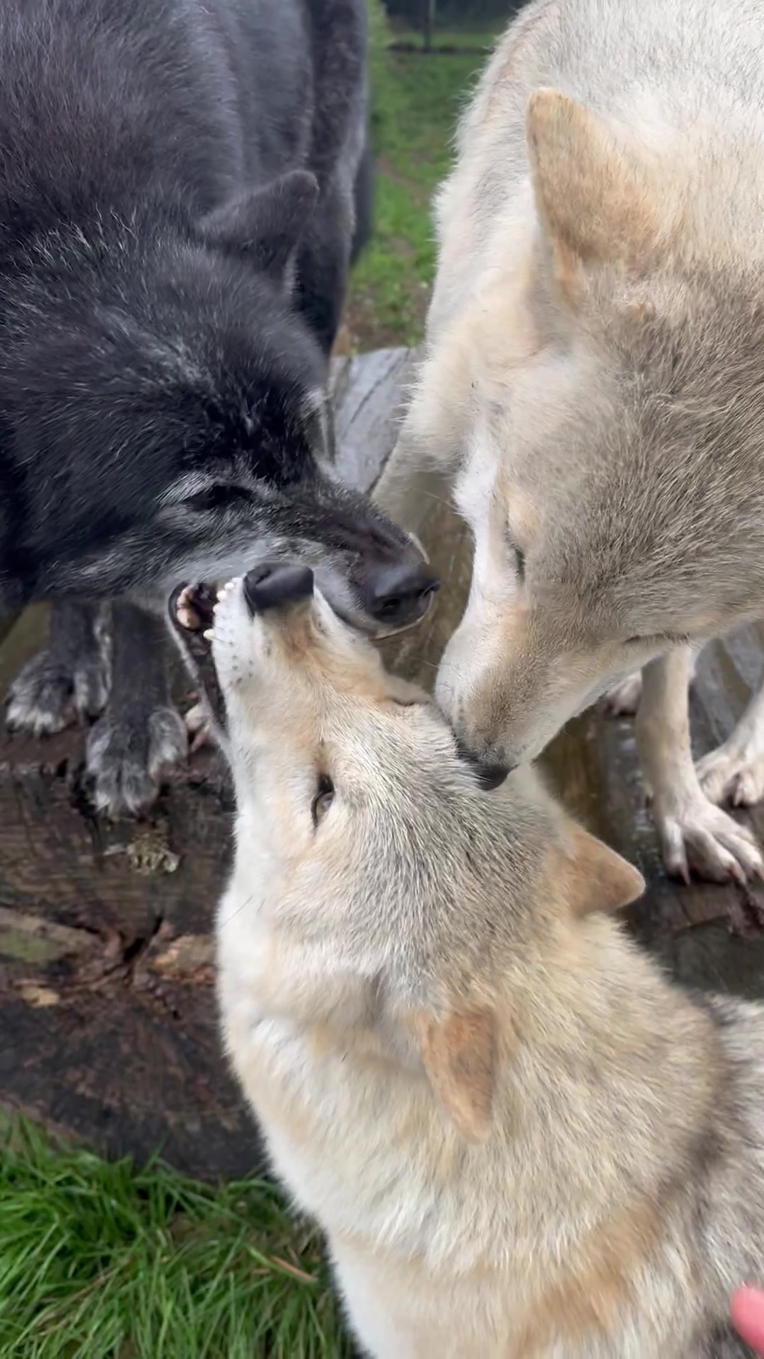@Wolves of the Lakes