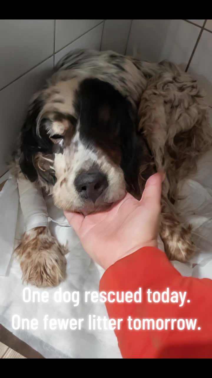 @Greek Animal Rescue