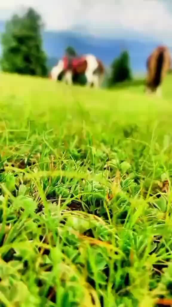 @🍁ayeza kashmiri🍁