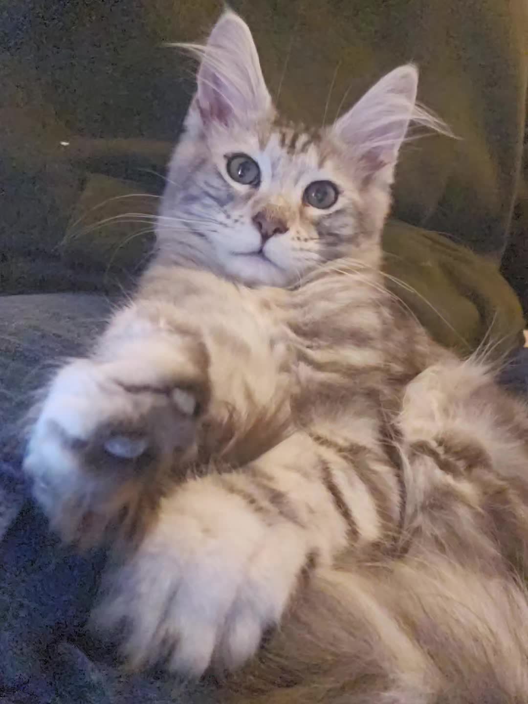 @KARIBRY Maine Coons uk