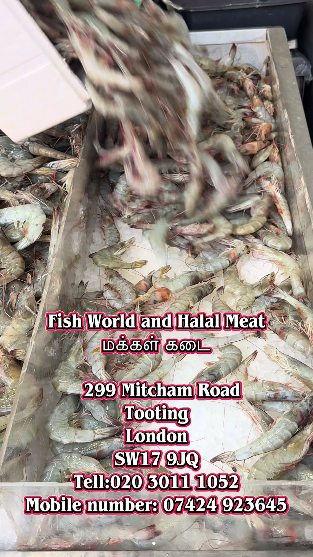 @Fishworld and Halal Meat