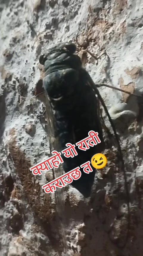 @दिपक मल्ल