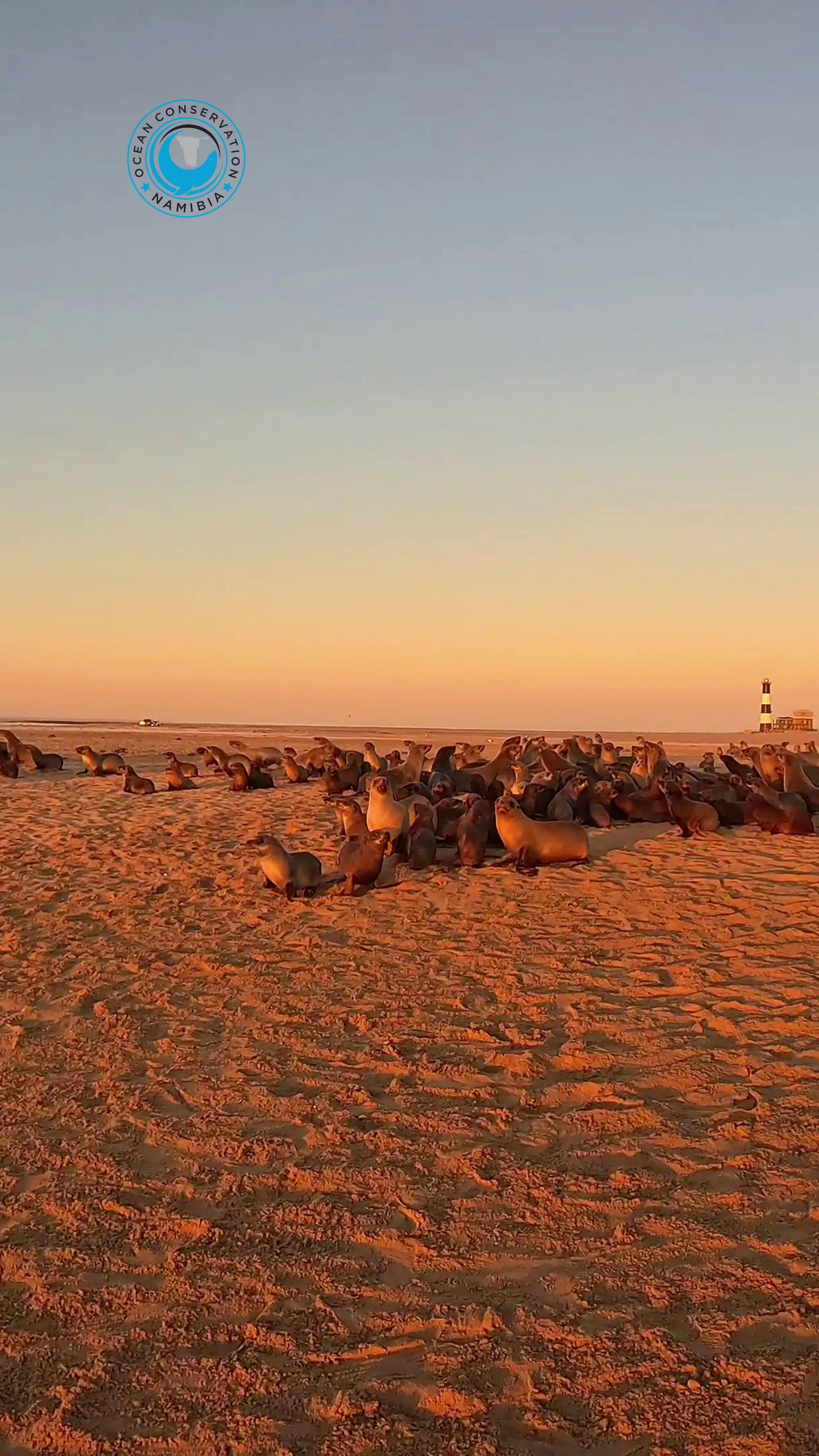 @Ocean Conservation Namibia