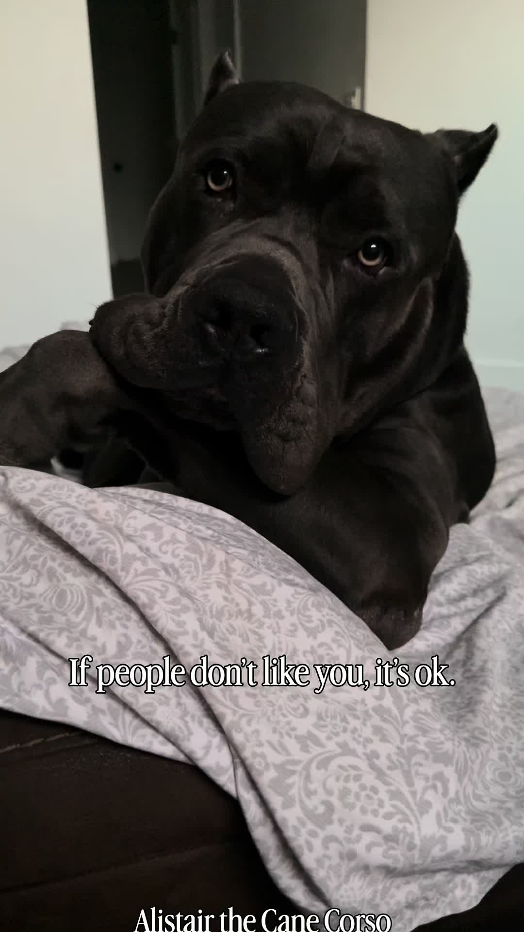 @Alistair the Cane Corso