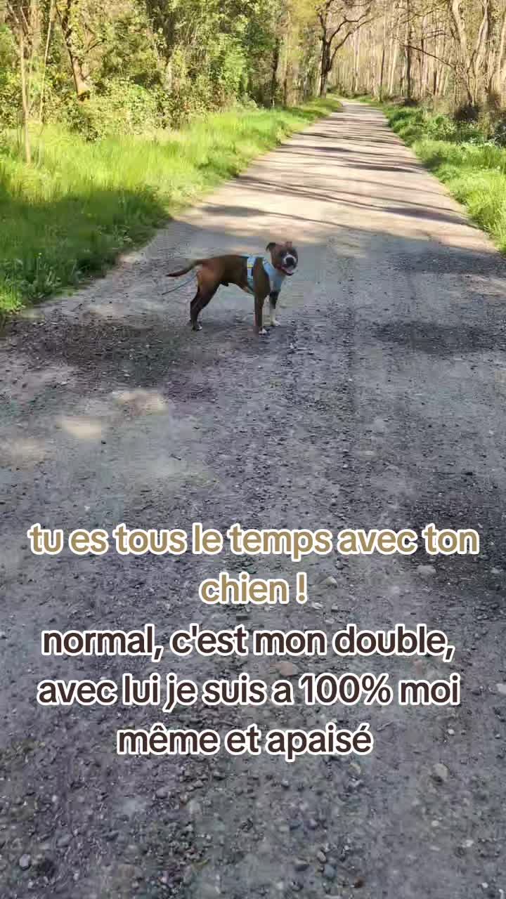@morty le staffie