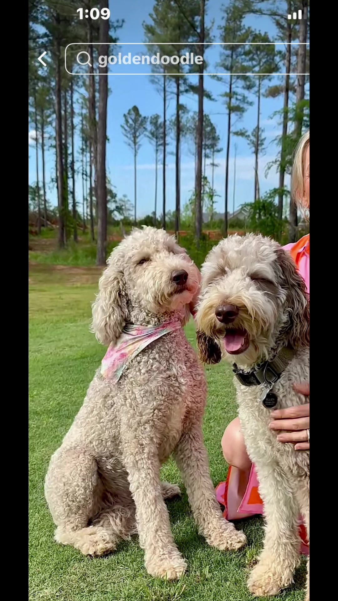 @atlantadoodlesandpoodles