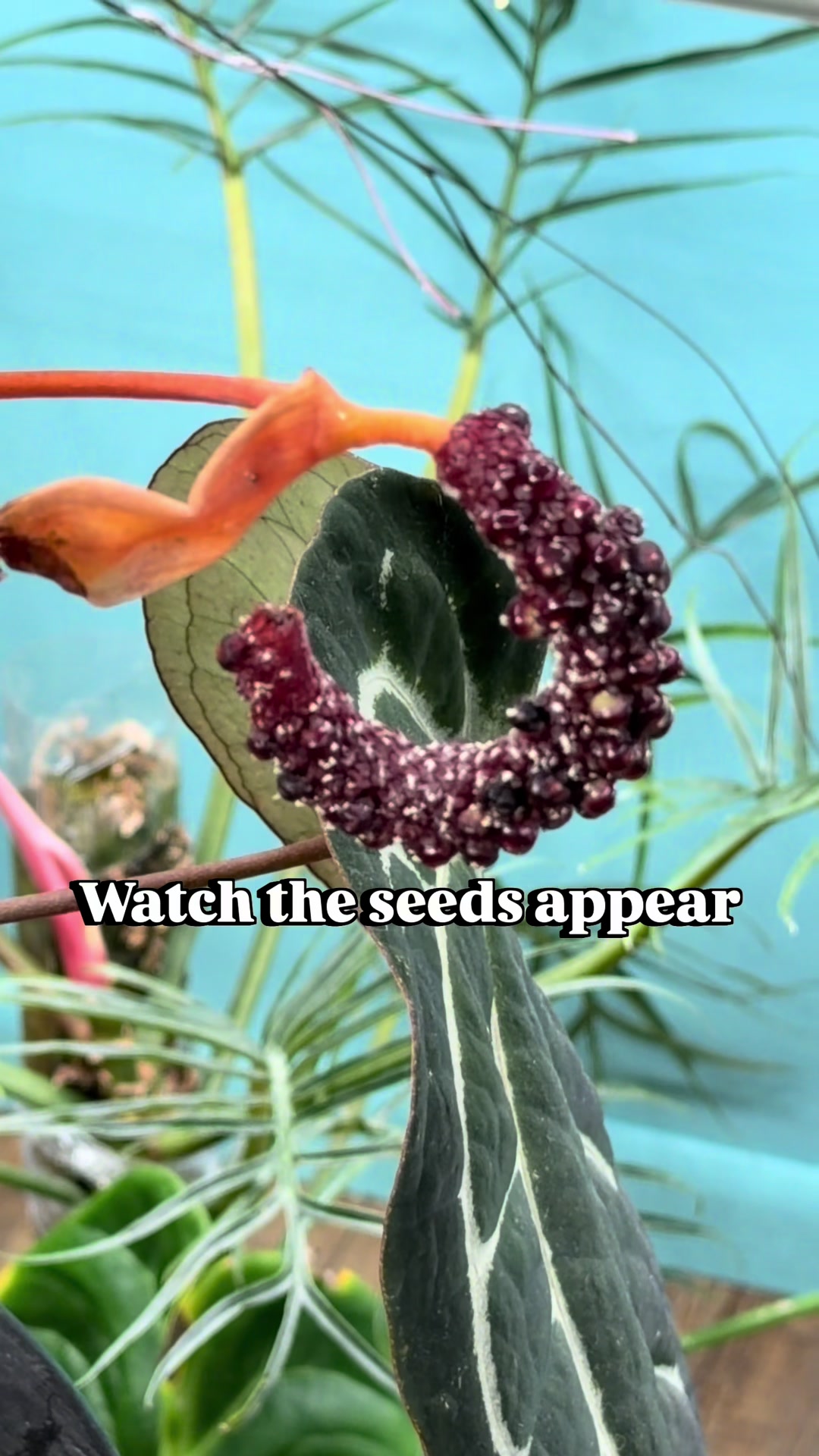 @Pothosiblyaboutplants