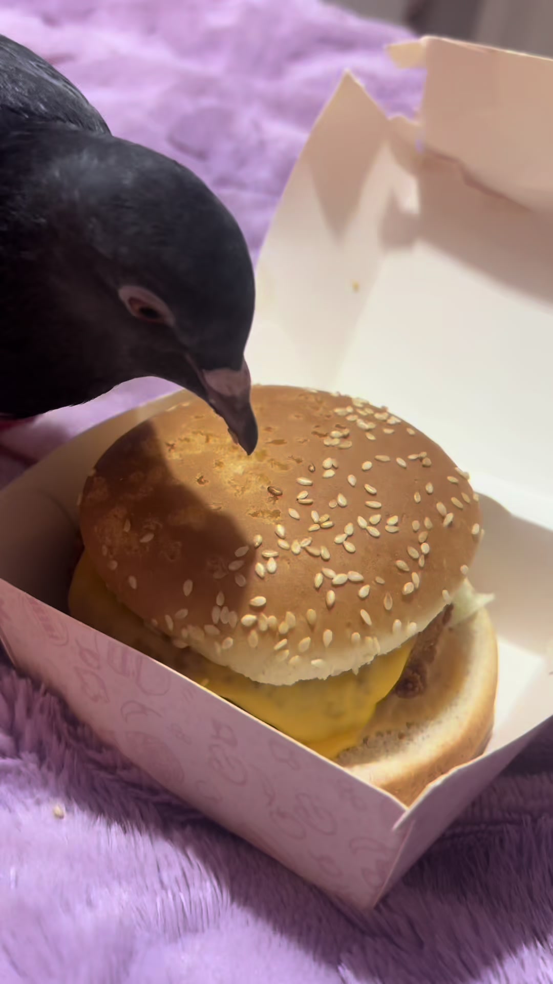 @Nekobutts 🐦