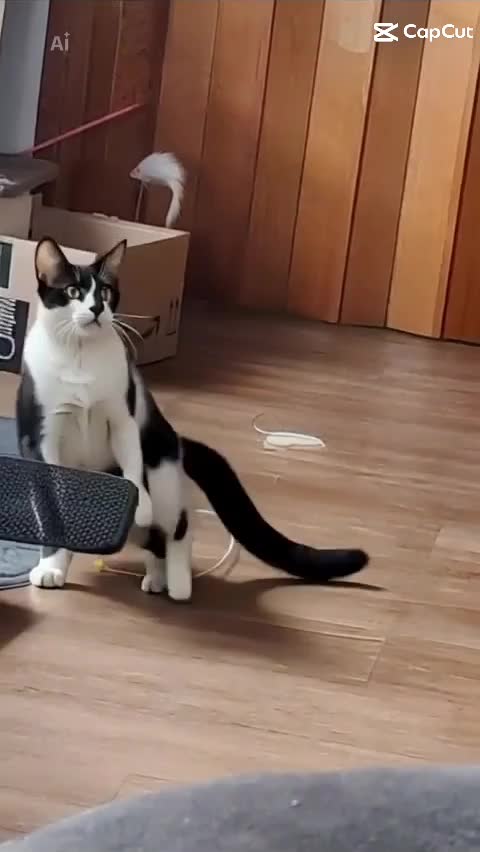 @🌸 Andani 😺🦋🌸