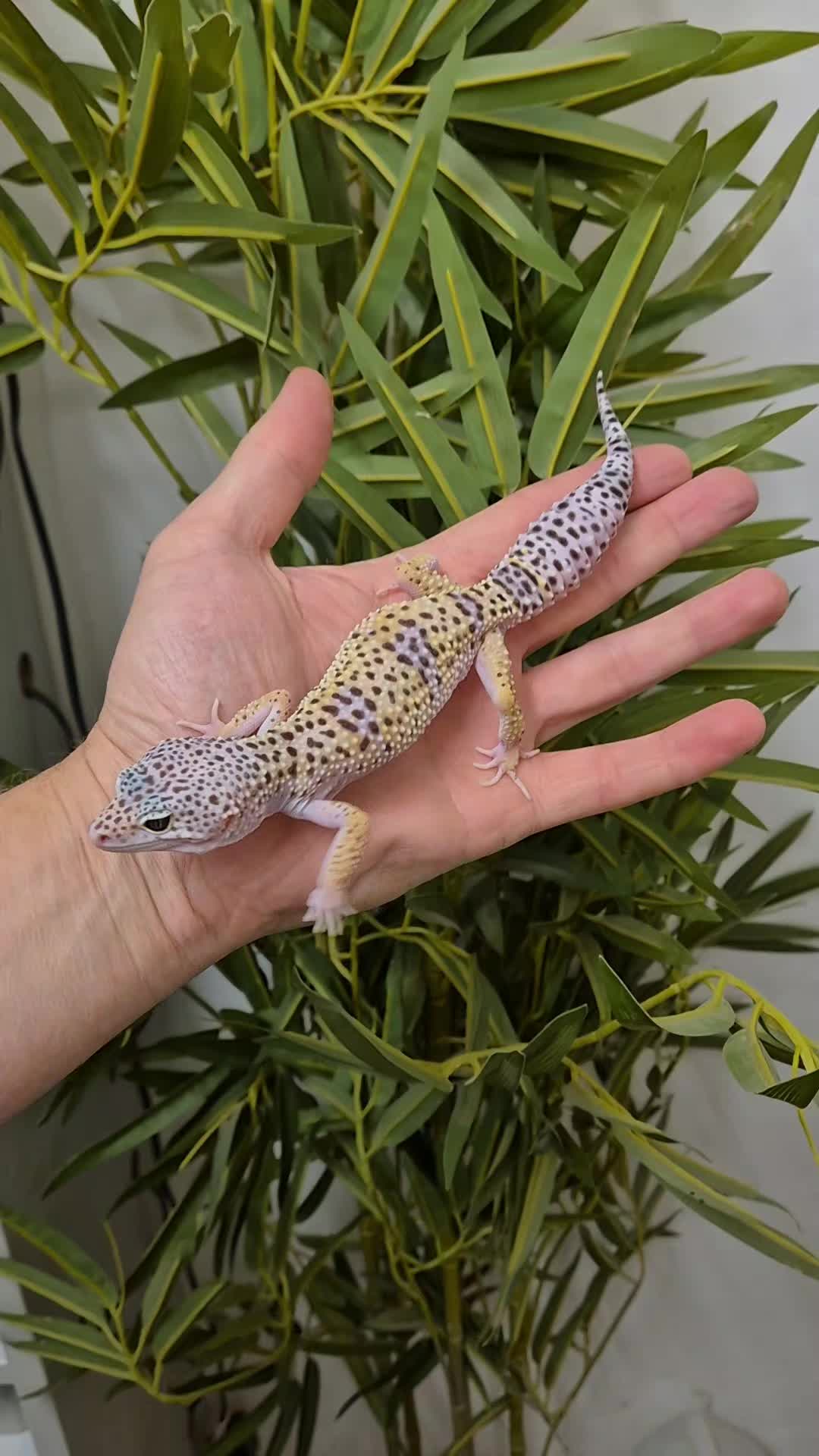 @CambridgeGecko