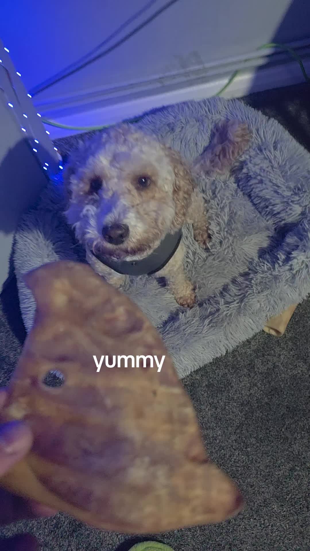@biscuit💙