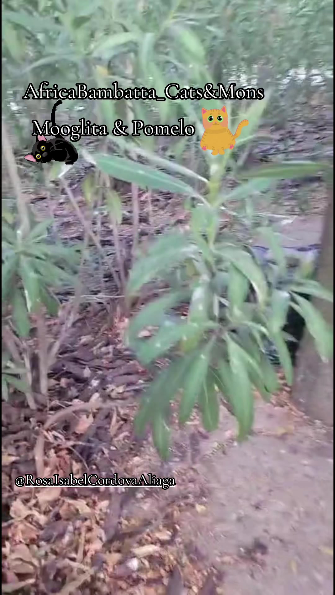 @catwoman_special_voice