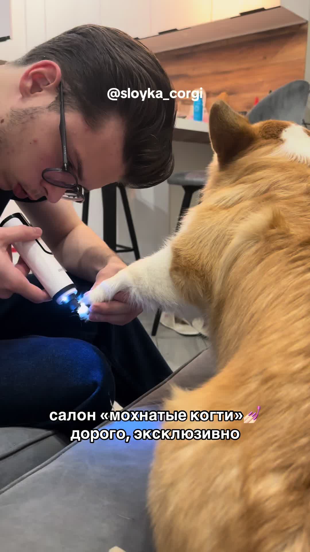 @Слойка корги