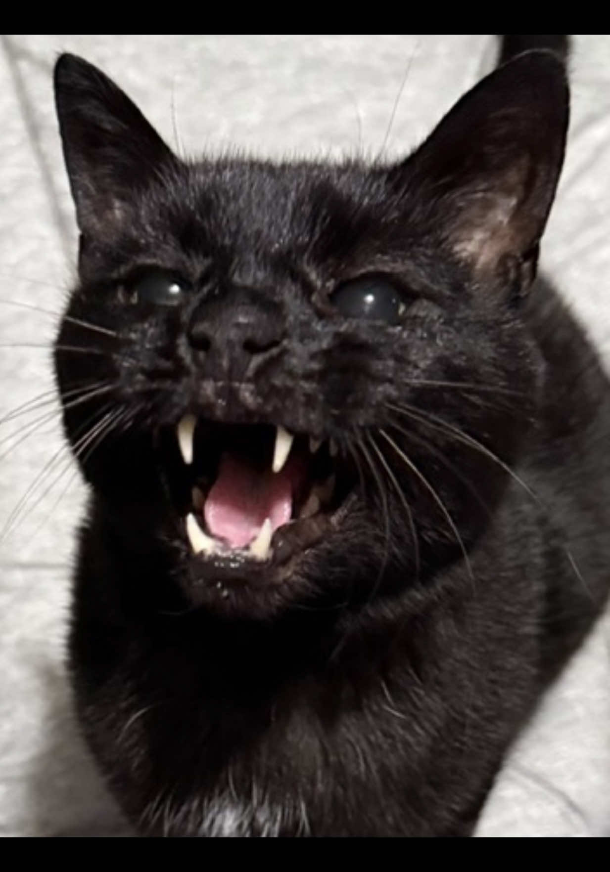 @Teefie_tribe 🐈⬛🐈⬛🐈🦷🦷