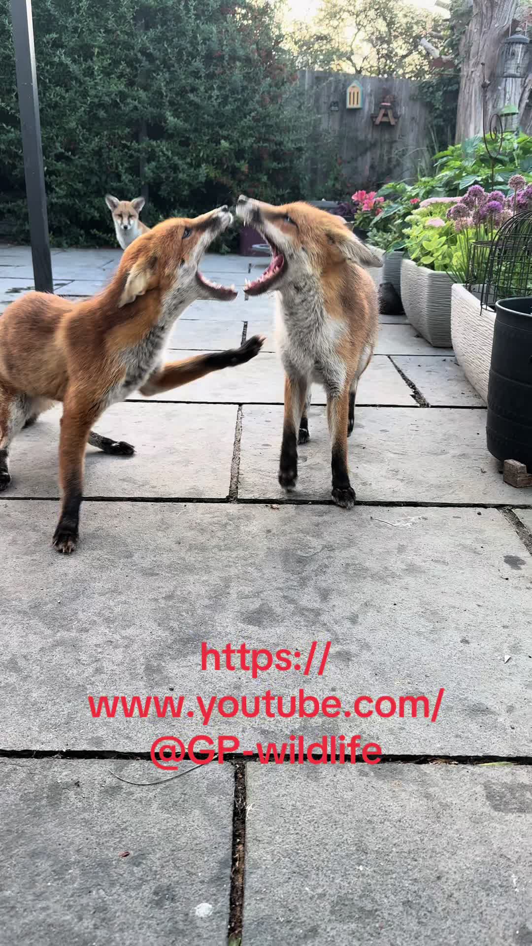 @gp_foxes