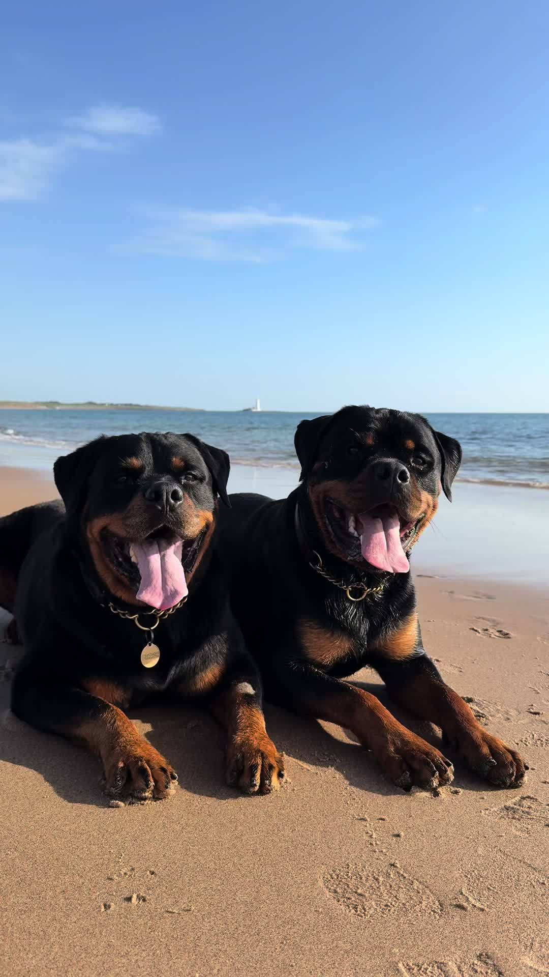 @PAWS2TRAIN 🖤🧡