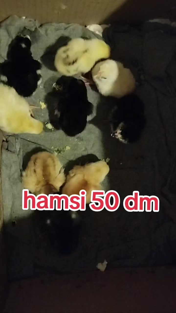 @kurdemir heyrati satisi