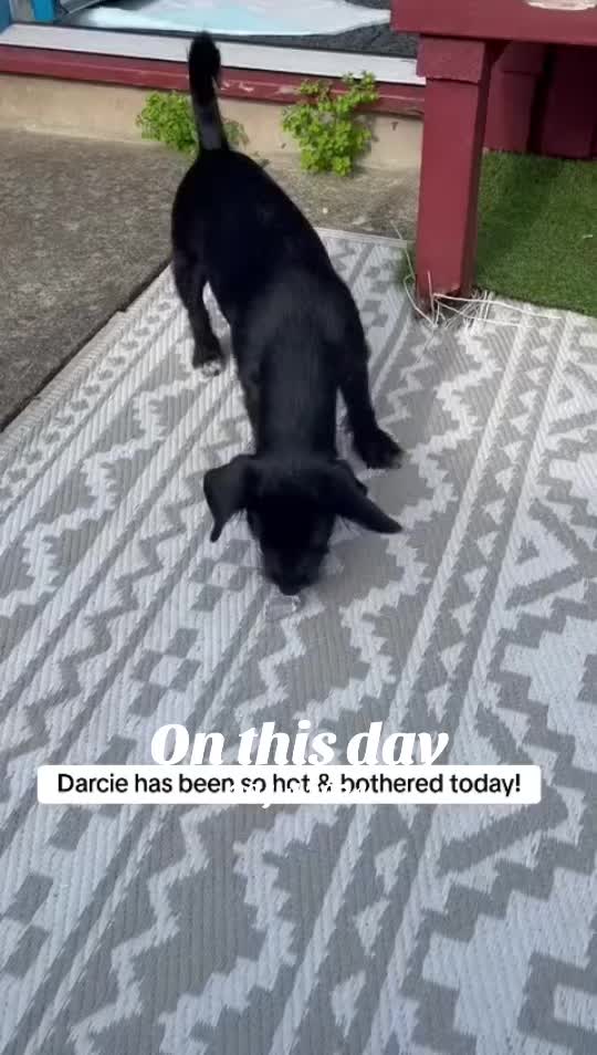 @Darcie the Jackapoo