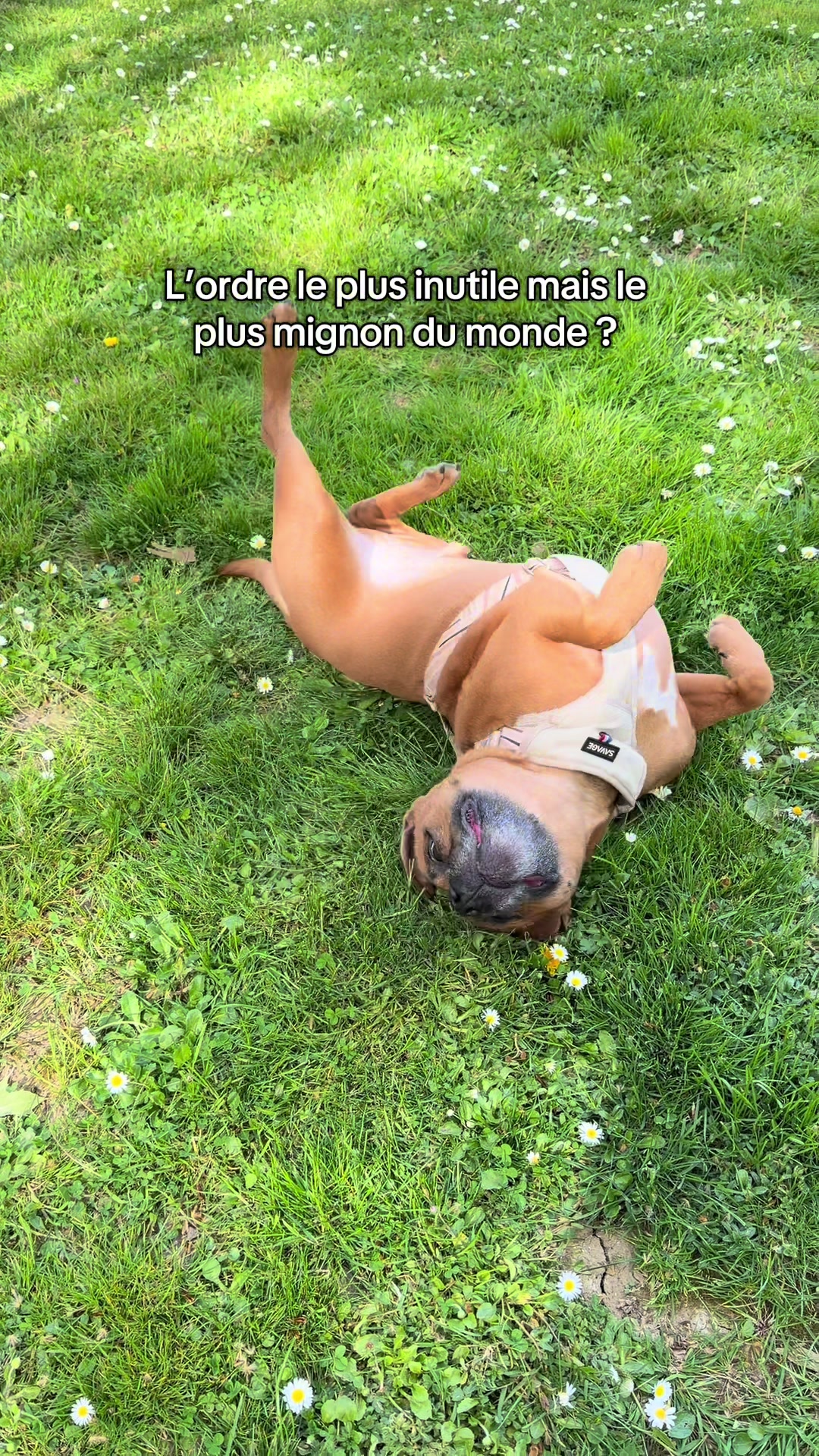 @Dogragnar 🐶👑