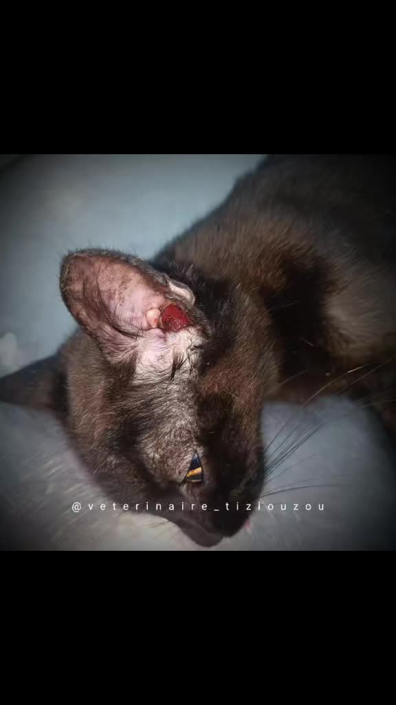 @Veterinaire Tizi-Ouzou