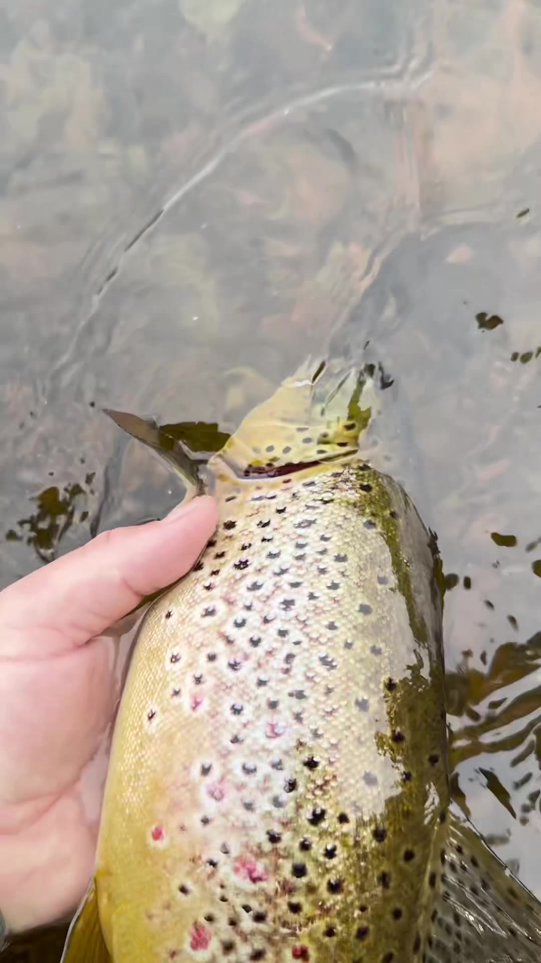 @Ticinopesca