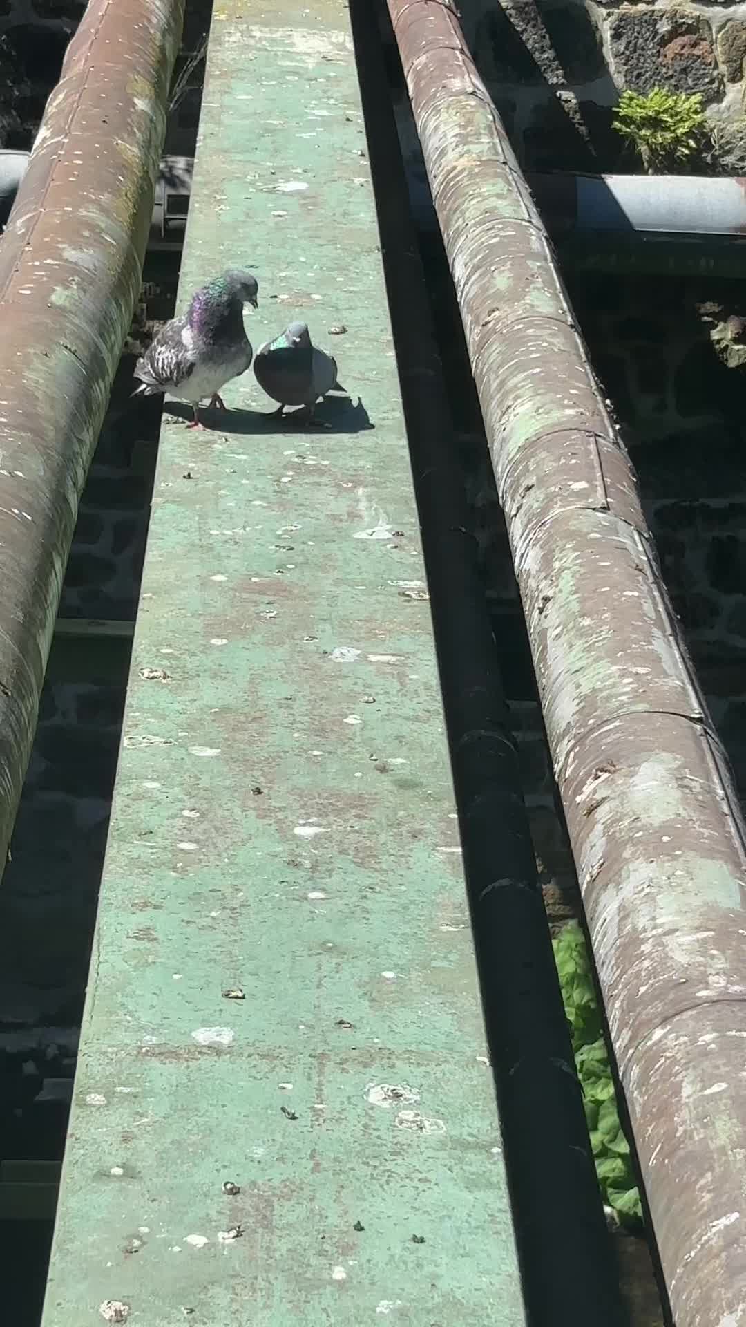 @Pigeon
