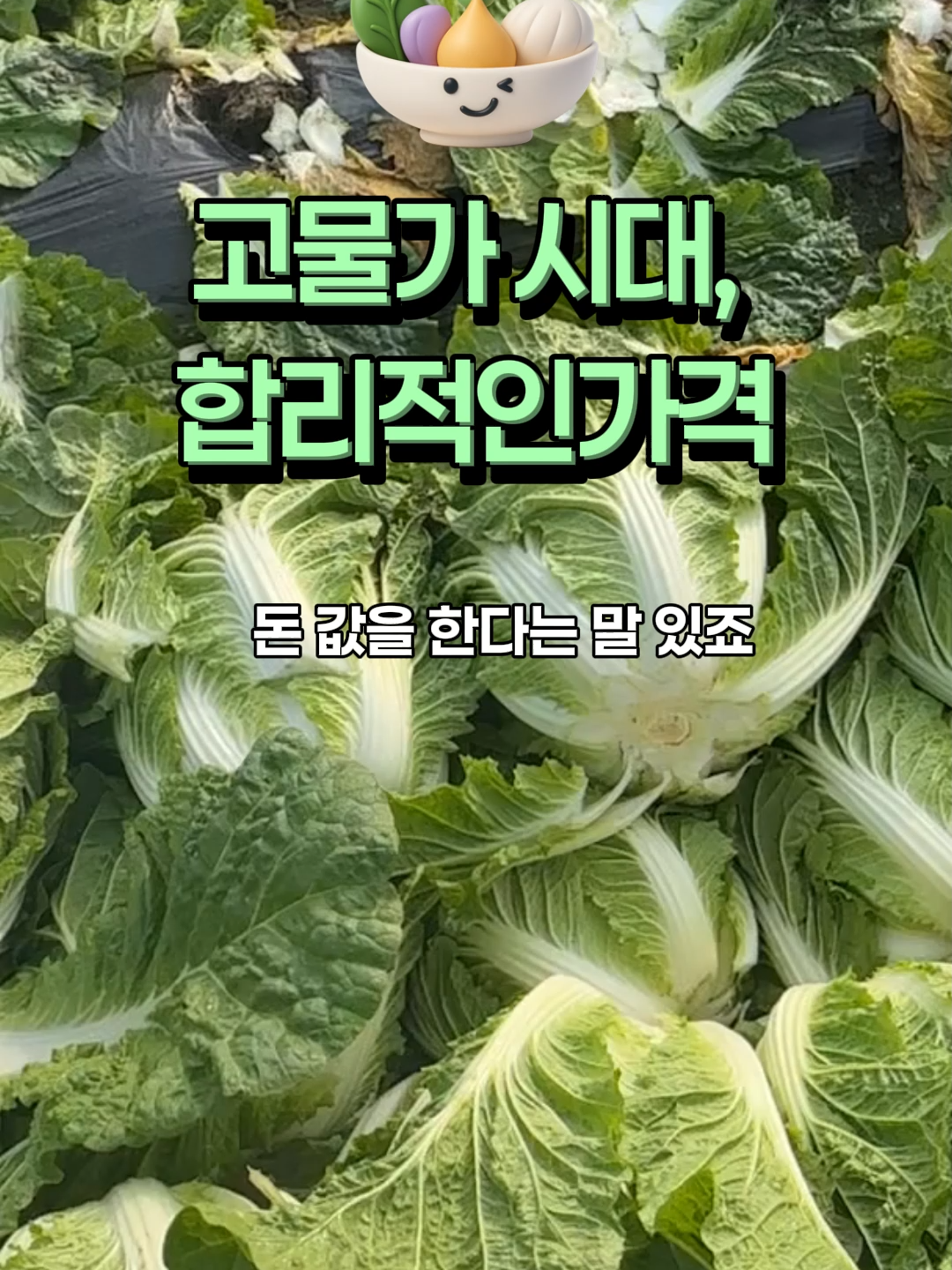 @아삭-괴산절임배추
