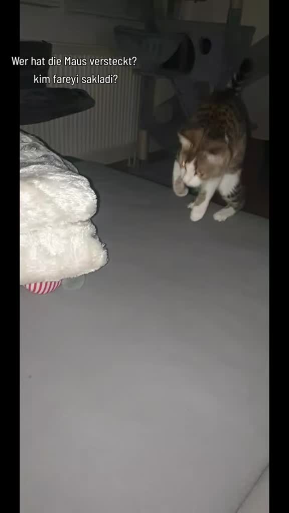 @Minnoş❤💙61