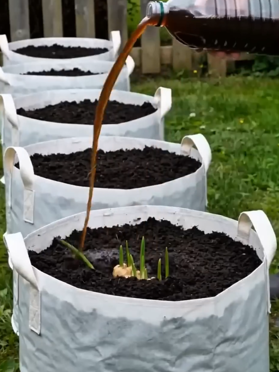 @PlantsLife