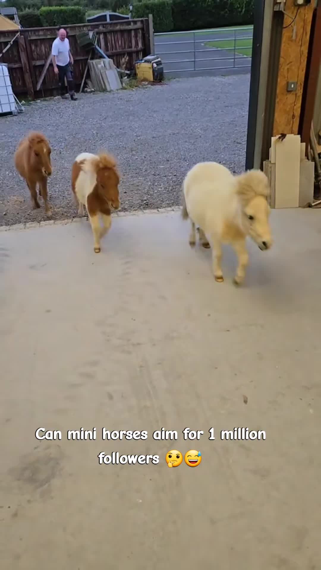 @BOB, TOFFY AND BAMBI