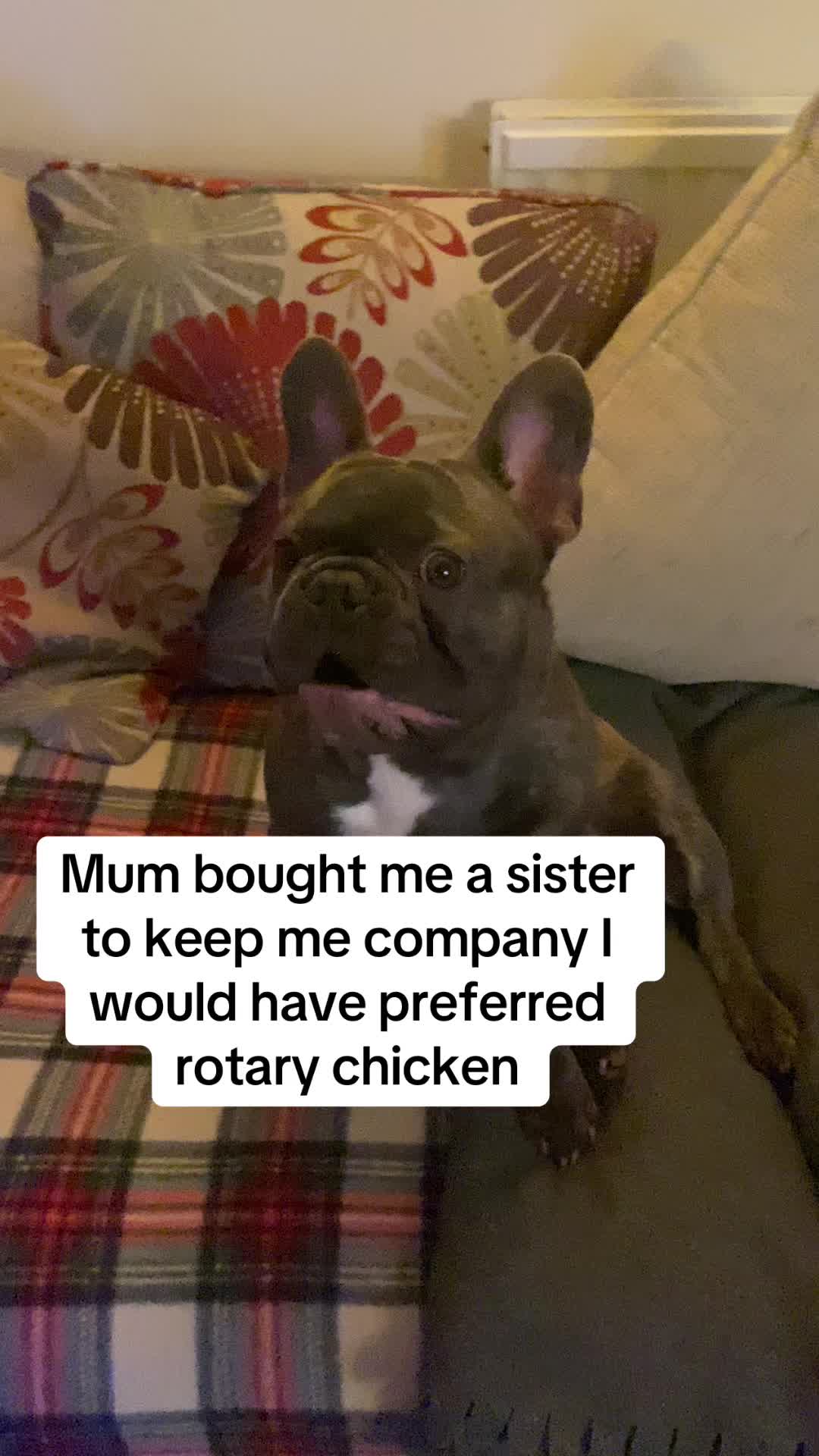 @Cheshire elite frenchies