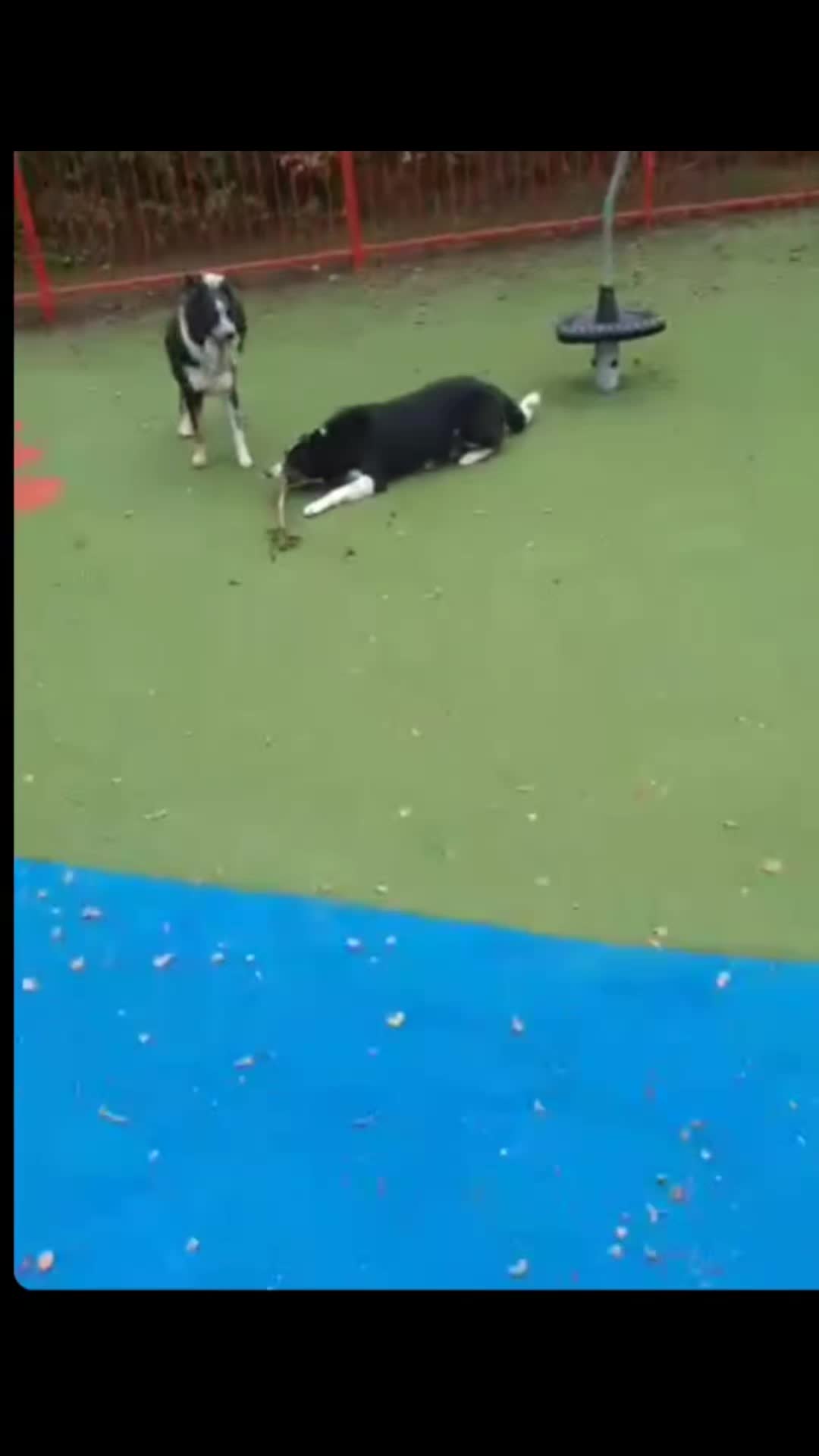 @Bordercollies Anonymous Club