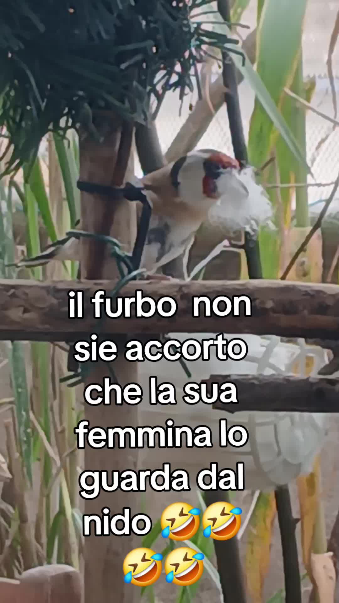 @Leonardo Dellacorte