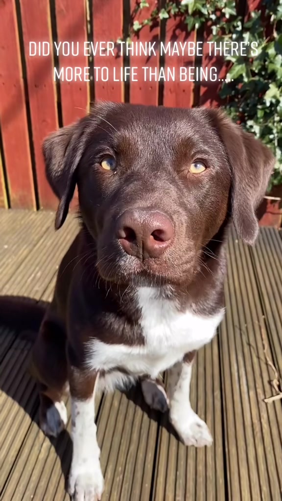 @Kali the Collie Labrador