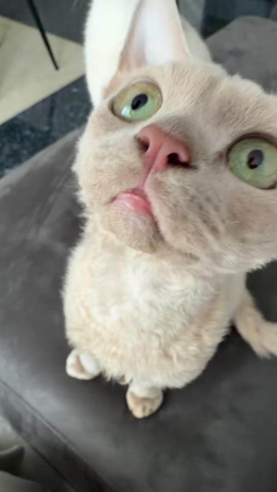 @TugbasCats