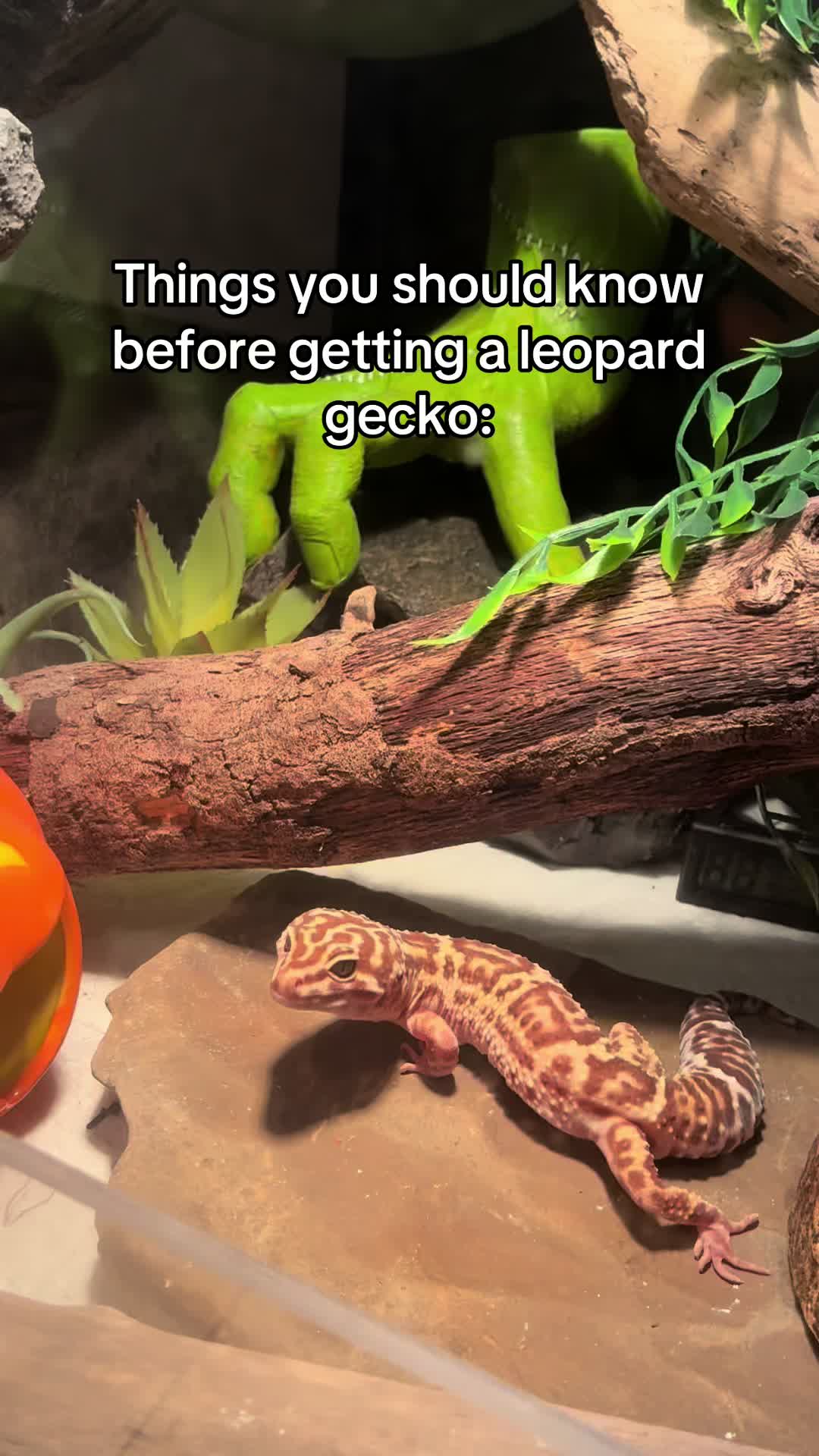 @Mika🦎