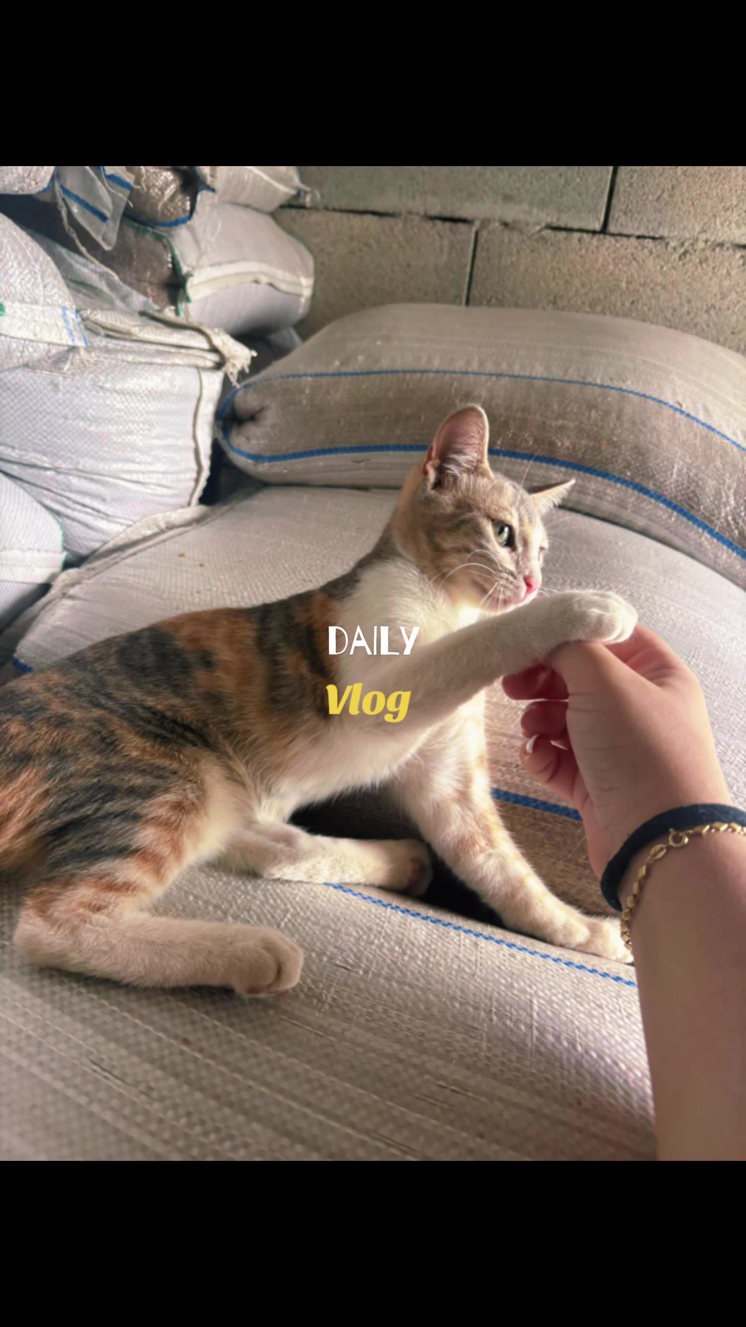 @(๋ฏธ๋ฆฌ์) ๐๐ฒ๐ป๐ฒ๐ช๐ถ