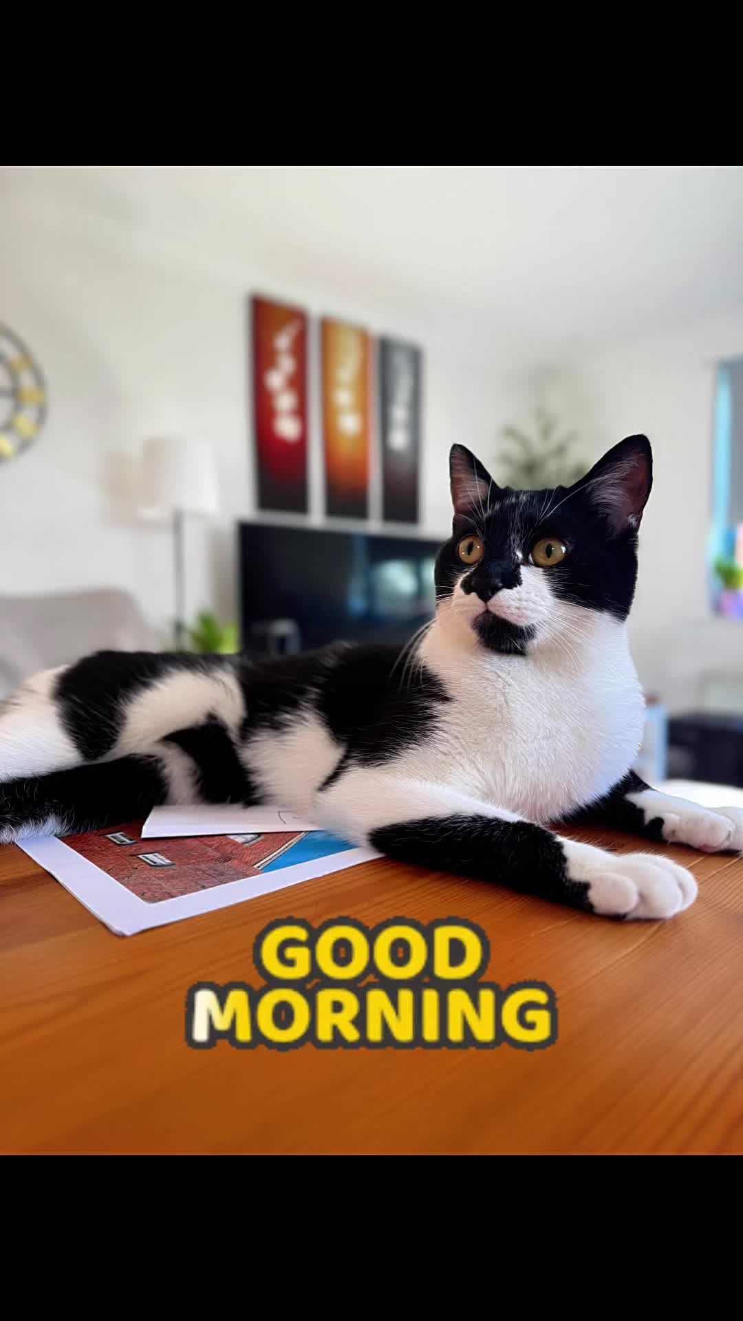 @Chibi.the.cat