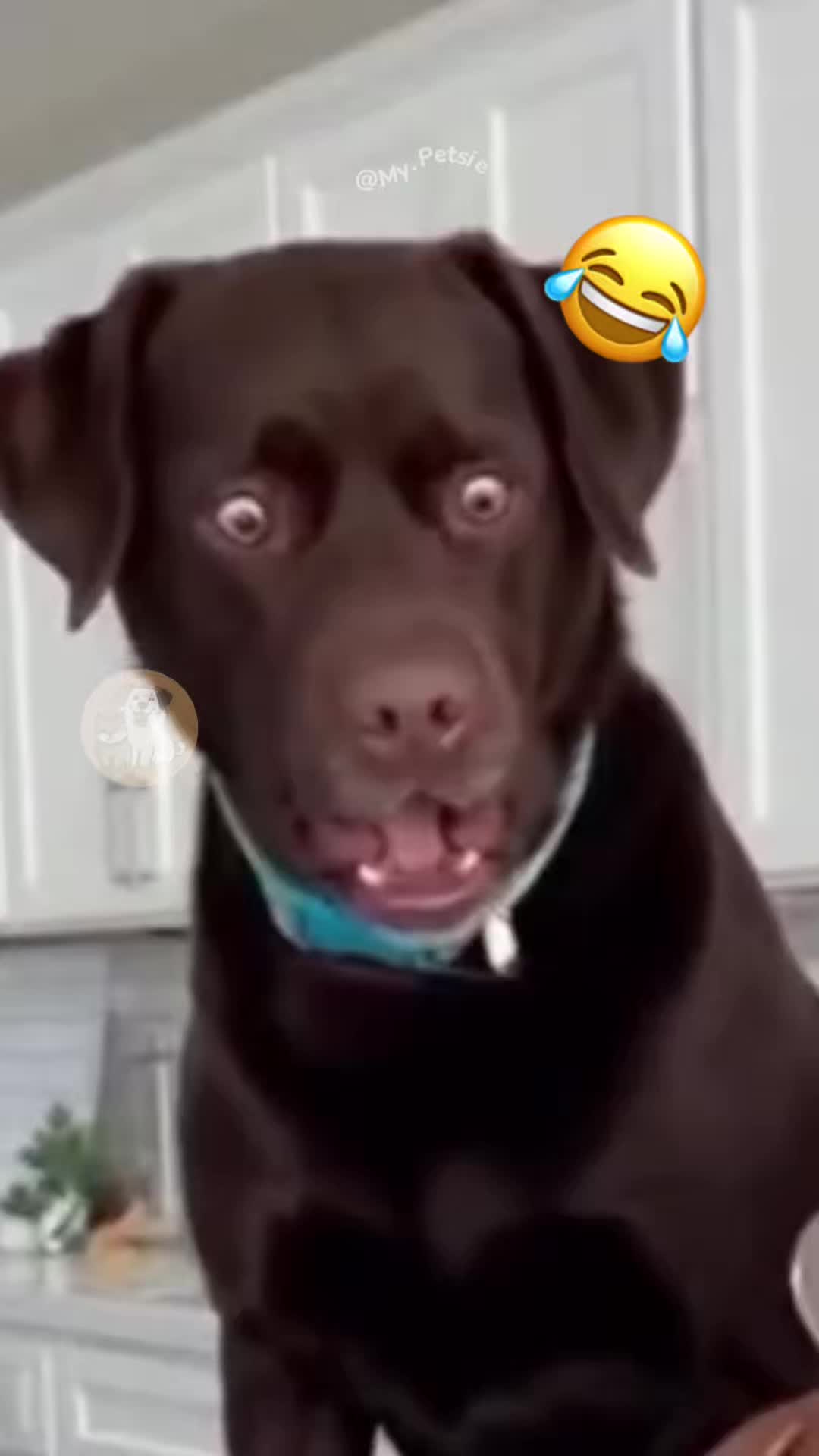 @My Petsie