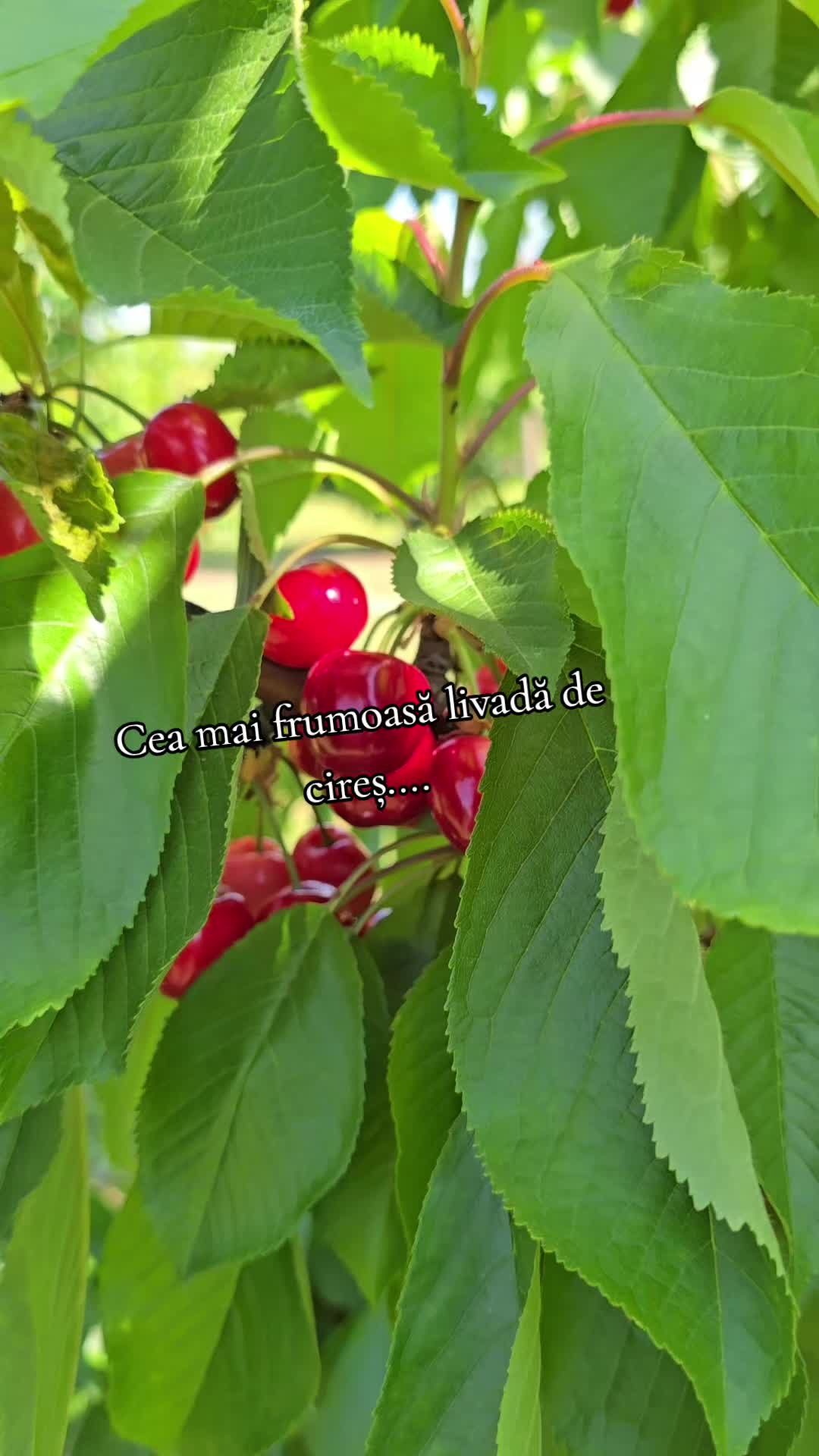 @🐜Furnicuța🐜