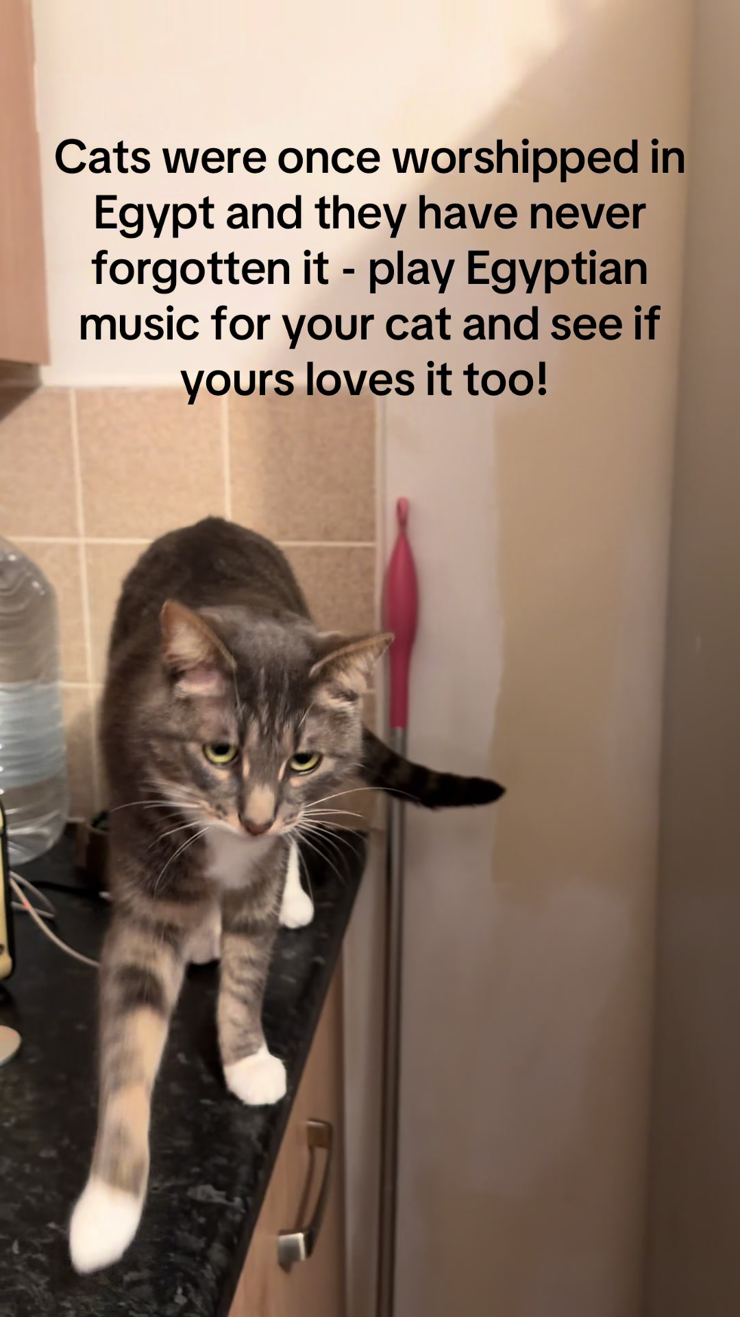 @TheCatandDogTeam