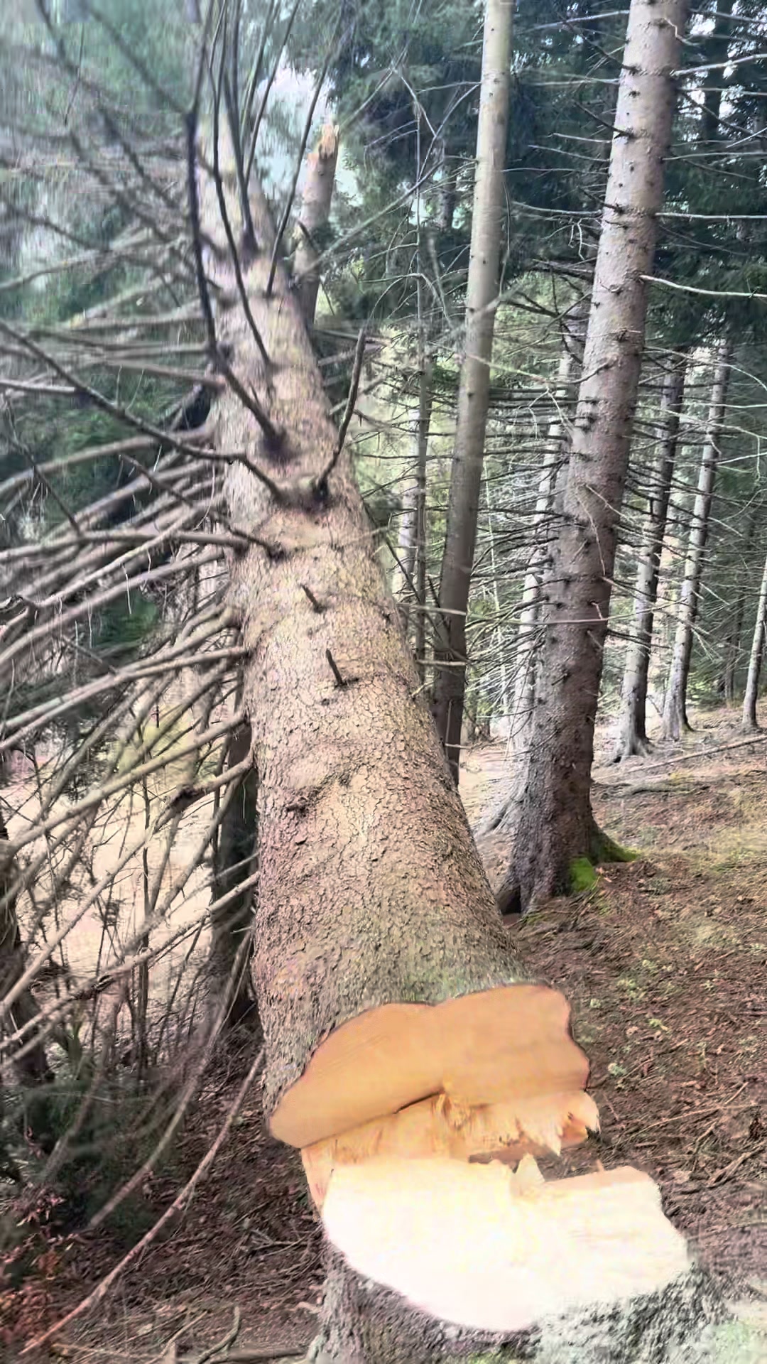 @Agrarius 🌲🇦🇹