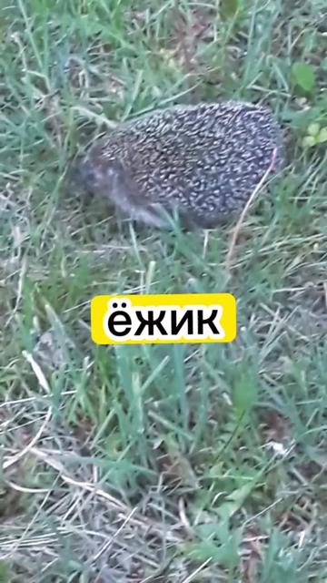 @Капюшон