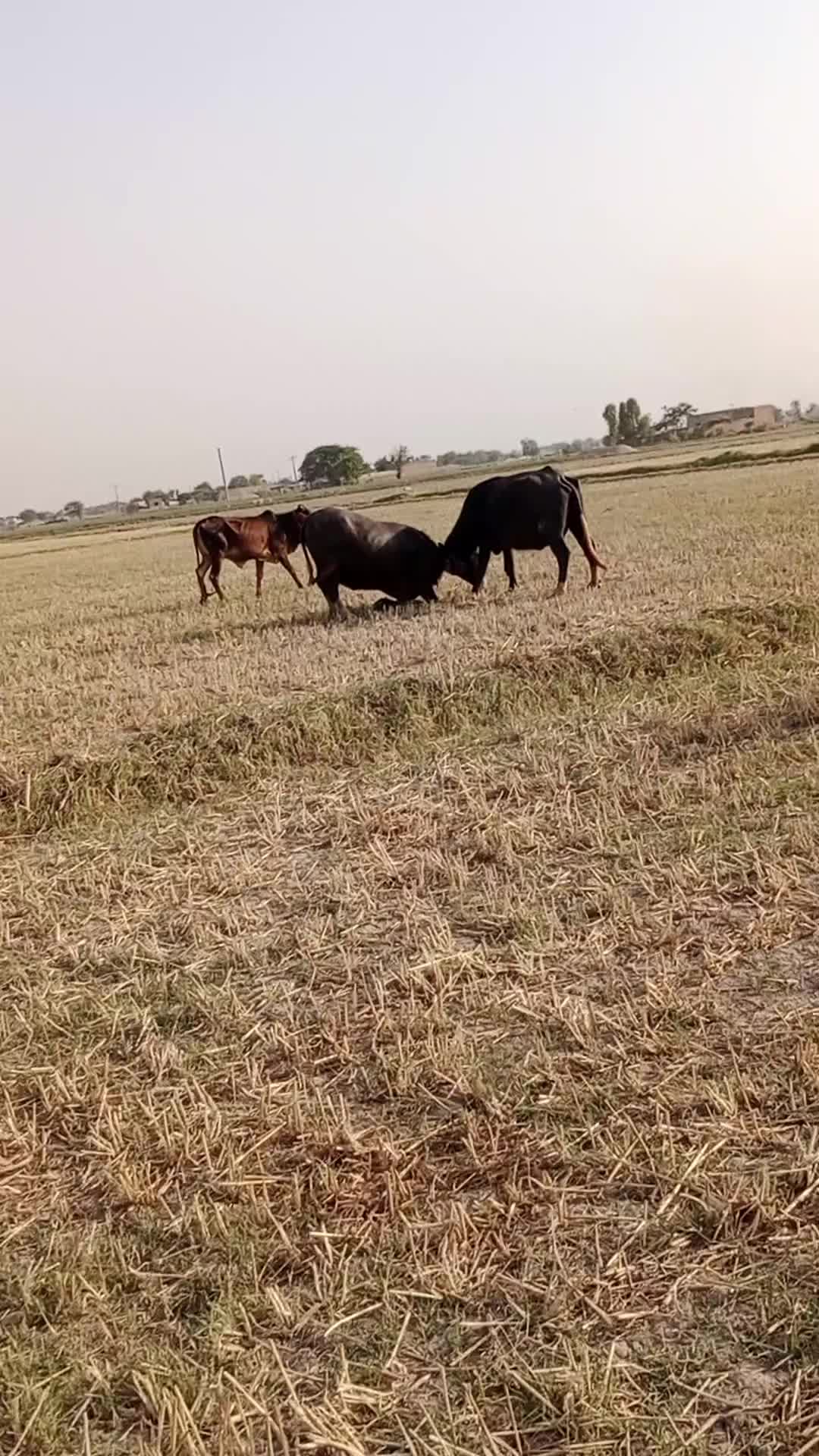 @پینڈو آفیشل🤪🤪
